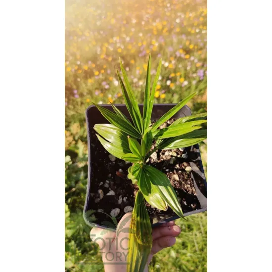 sadzonka palmy mrozoodpornej Trachycarpus wagnerianus x winsan