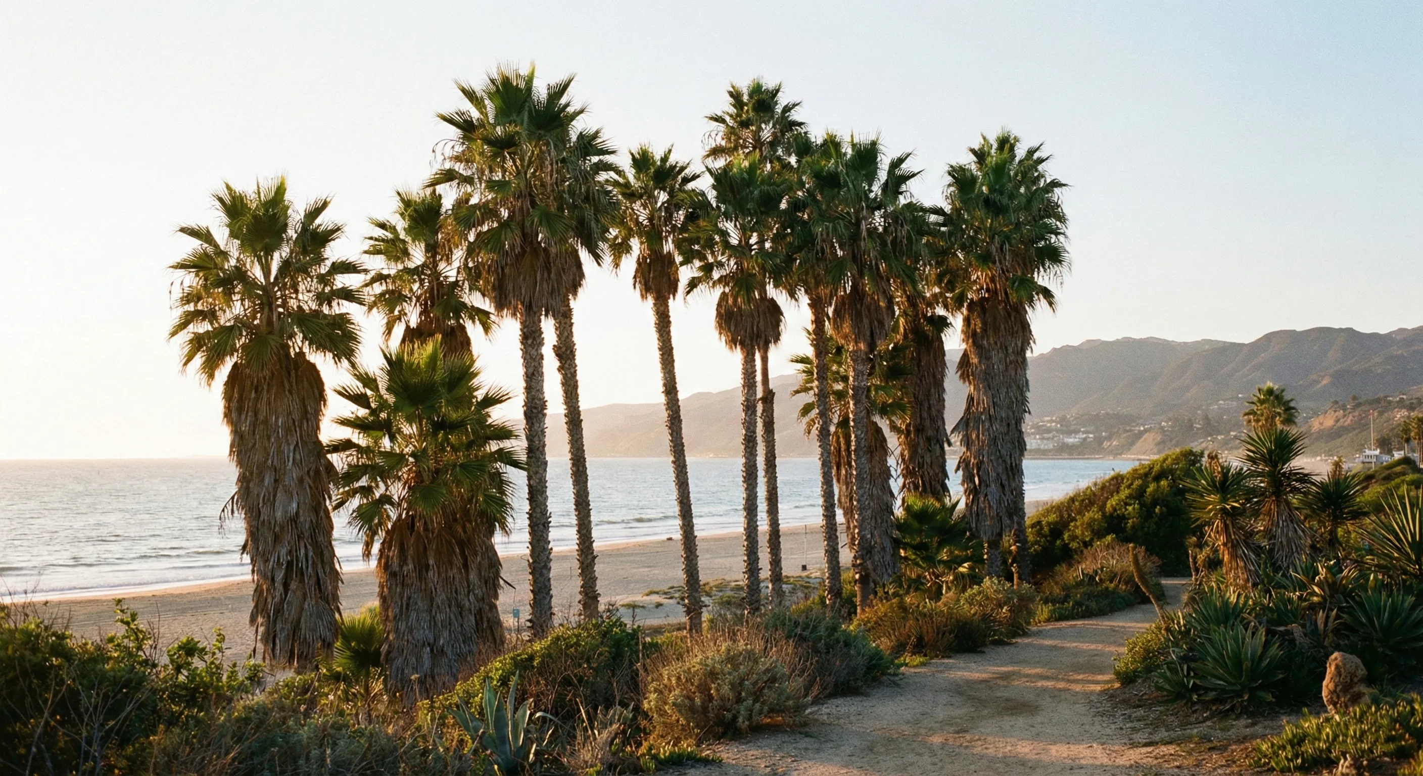 palmy Washingtonia robusta na wybrzeżu