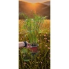 oferowana sadzonka cibory zmiennej Cyperus alternifolius w doniczce