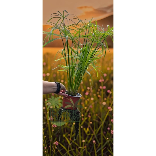 oferowana sadzonka papirusa doniczkowego