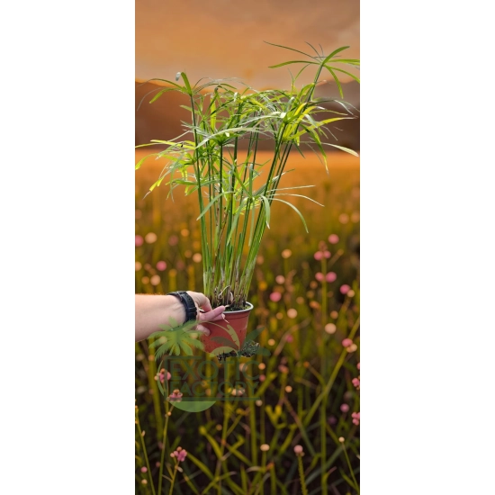 oferowana sadzonka papirusa doniczkowego w doniczce