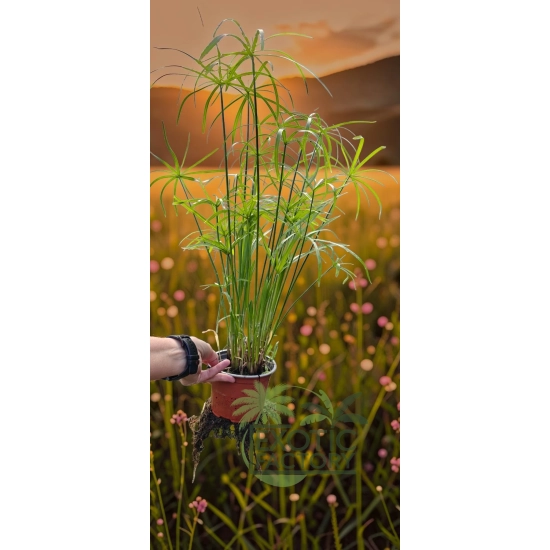 oferowana sadzonka wysokiej odmiany papiursa w doniczce 0,8 litra