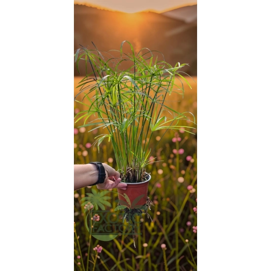 oferowana sadzonka cibory zmiennej Cyperus alternifolius w doniczce