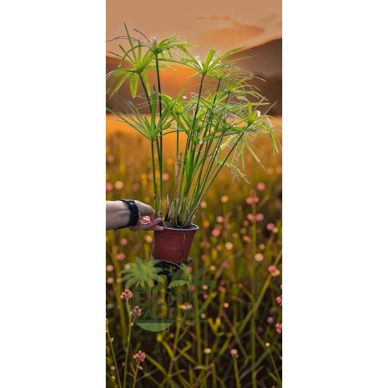 oferowana sadzonka papirusa domowego