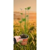 oferowana sadzonka papirusa Cyperus haspan