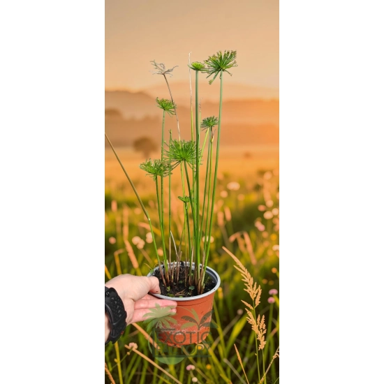 oferowana sadzonka papirusa Cyperus haspan