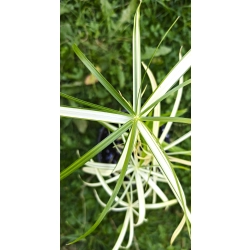 zbliżenie na parasolowate liście papirusa variegata, czyli cibory zmiennej