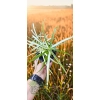 oferowana sadzonka cibory zmiennej Cyperus alternifolius w doniczce