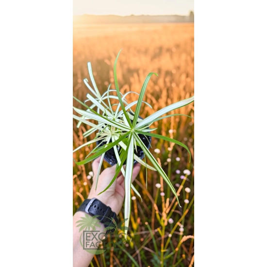 oferowana sadzonka cibory zmiennej Cyperus alternifolius w doniczce