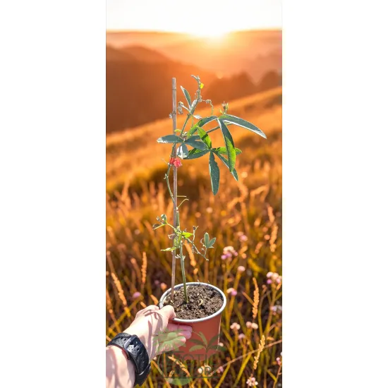 oferowana sadzonka passiflora caerulea na balkon