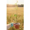 oferowana sadzonka kwitnącej męczennicy błękitnej