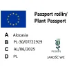 paszport roślin Alocasia