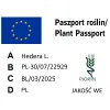 paszport roślin Hedera helix