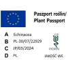 Paszport roślin Echinacea purpurea