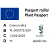 paszport roślin Canna indica