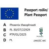 paszport roślin Phoenix theophrasti