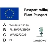 paszport roślin Weigela florida