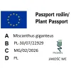paszport roślin Miscanthus giganteus