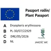 paszport roślin Dryopteris