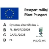 paszport roślin Cyperus alternifolius