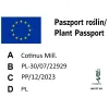 paszport roślin Cotinus coggygria