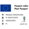 Paszport roślin Heliopsis helianthoides