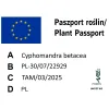 paszport roślin Cyphomandra betacea