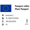 paszport roślin Lonicera