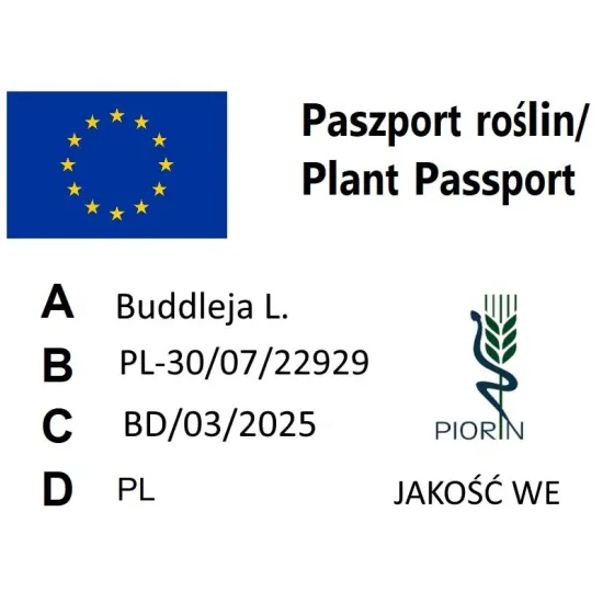 paszport roślin Buddleja davidi