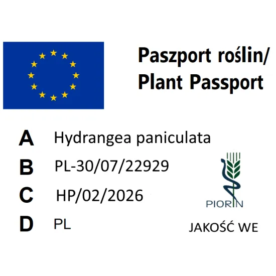 paszport roślin Hydrangea paniculata