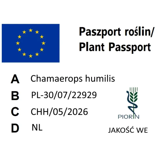 paszport roślin Chamaerops humilis