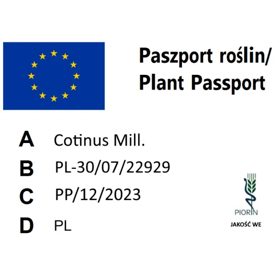 paszport roślin Cotinus coggygria