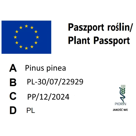 paszport roślin Pinus pinea