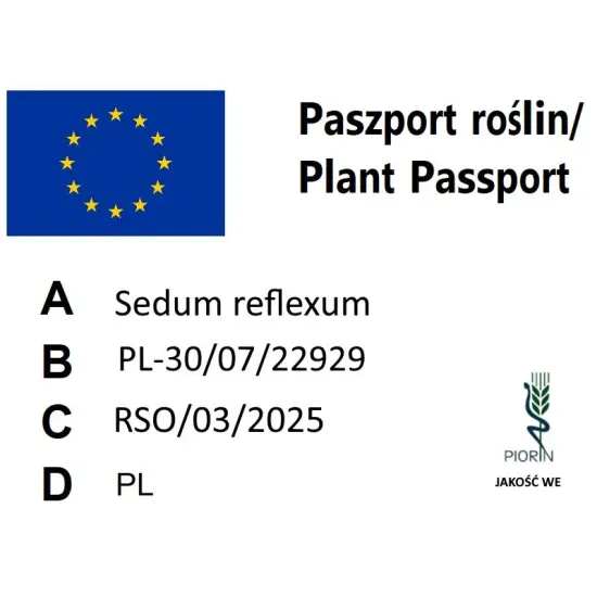 paszport roślin Sedum reflexum