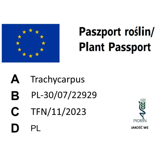 paszport roślin Trachycarpus