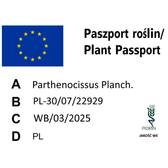 paszport roślin Parthenocissus quinquefolia