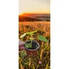 oferowana sadzonka drzewa tlenowego w doniczce 0,8 litra