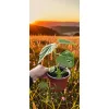 oferowana sadzonka drzewa tlenowego