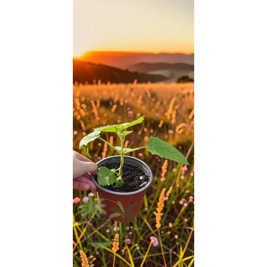 oferowana sadzonka drzewa tlenowego w doniczce 0,8 litra
