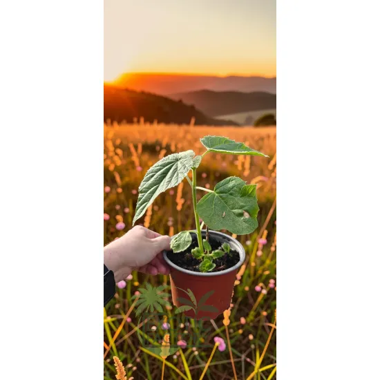 oferowana sadzonka drzewa tlenowego