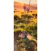 oferowana sadzonka perukowca podolskiego Royal Purple