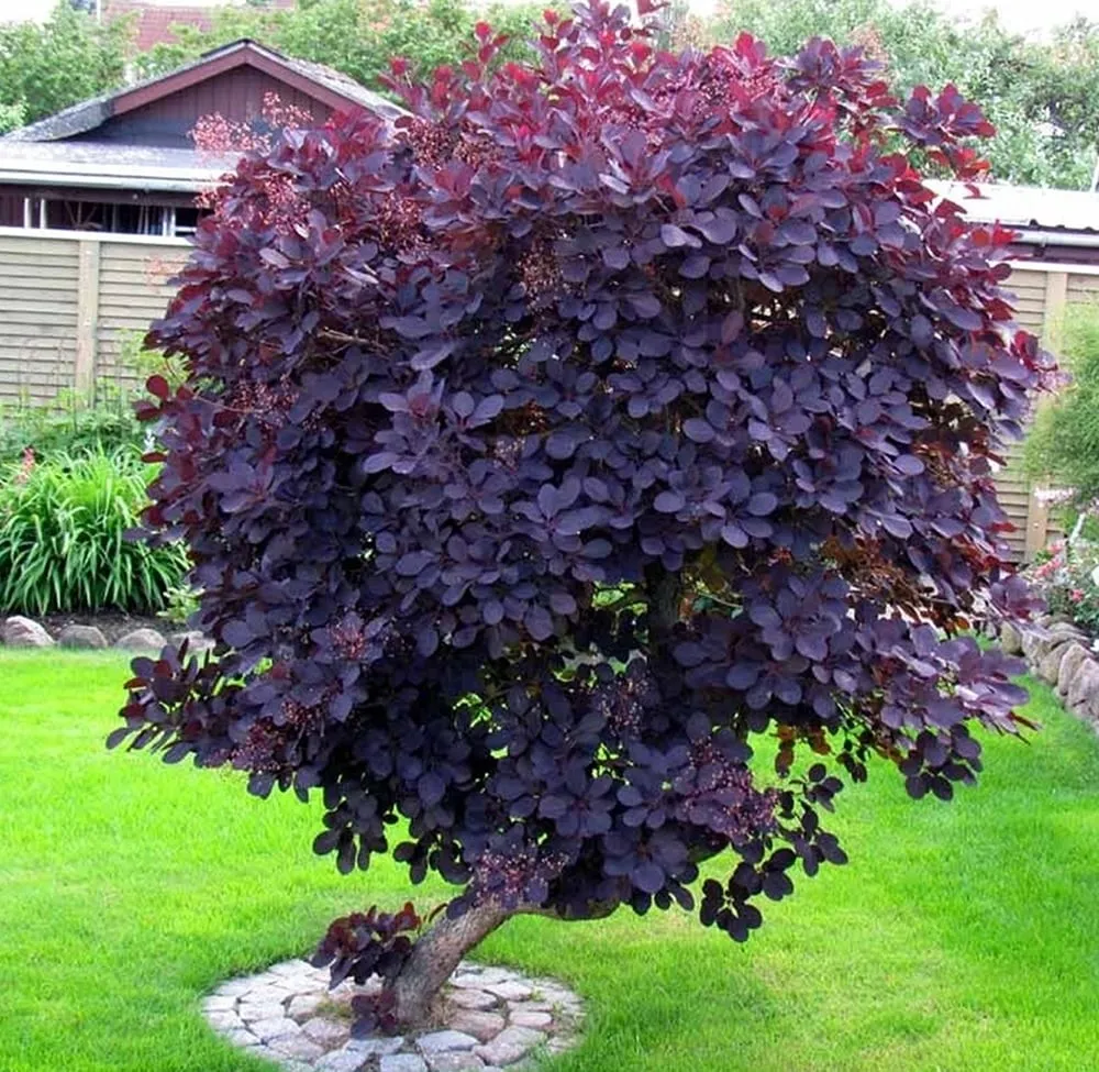 perukowiec podolski royal purple w ogrodzie