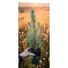 oferowana sadzonka drzewa piniowego do ogrodu
