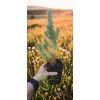 oferowana sadzonka iglaka do ogrodu Pinus pinea