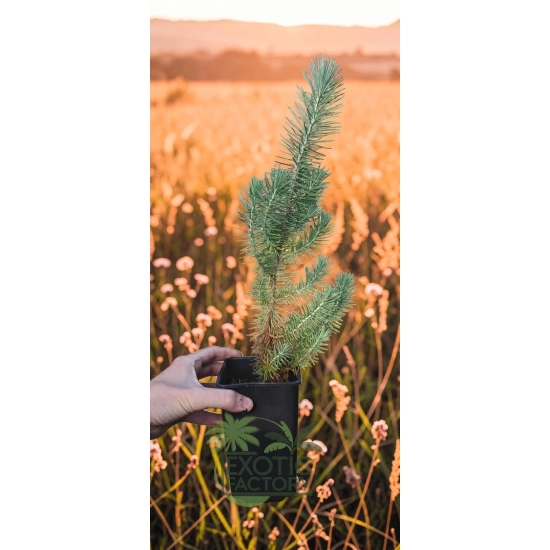 oferowana sadzonka sosny włoskiej w doniczce