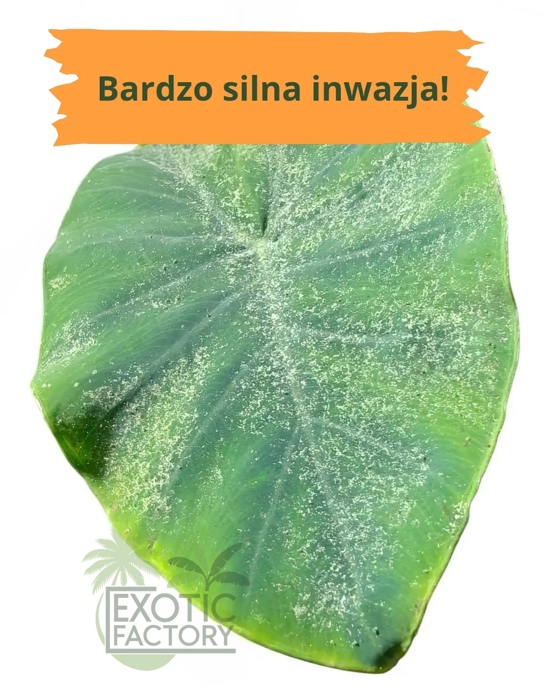 objawy zaawansowanej inwazji przędziorków na kolokazji