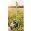 oferowana sadzonka bananowca do gruntu sikkimensis red tiger w doniczce P8