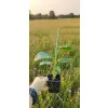 oferowana sadzonka mrozodopornego bananowca musa sikkimensis red tiger w doniczce P8