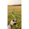 oferowana sadzonka bananowca do ogrodu musa sikkimensis red tiger w doniczce P8