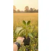oferowana sadzonka zimującego bananowca sikkimensis red tiger w doniczce P8
